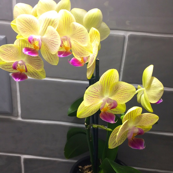 Meet your Posher, Alison - Picture 1 of 1